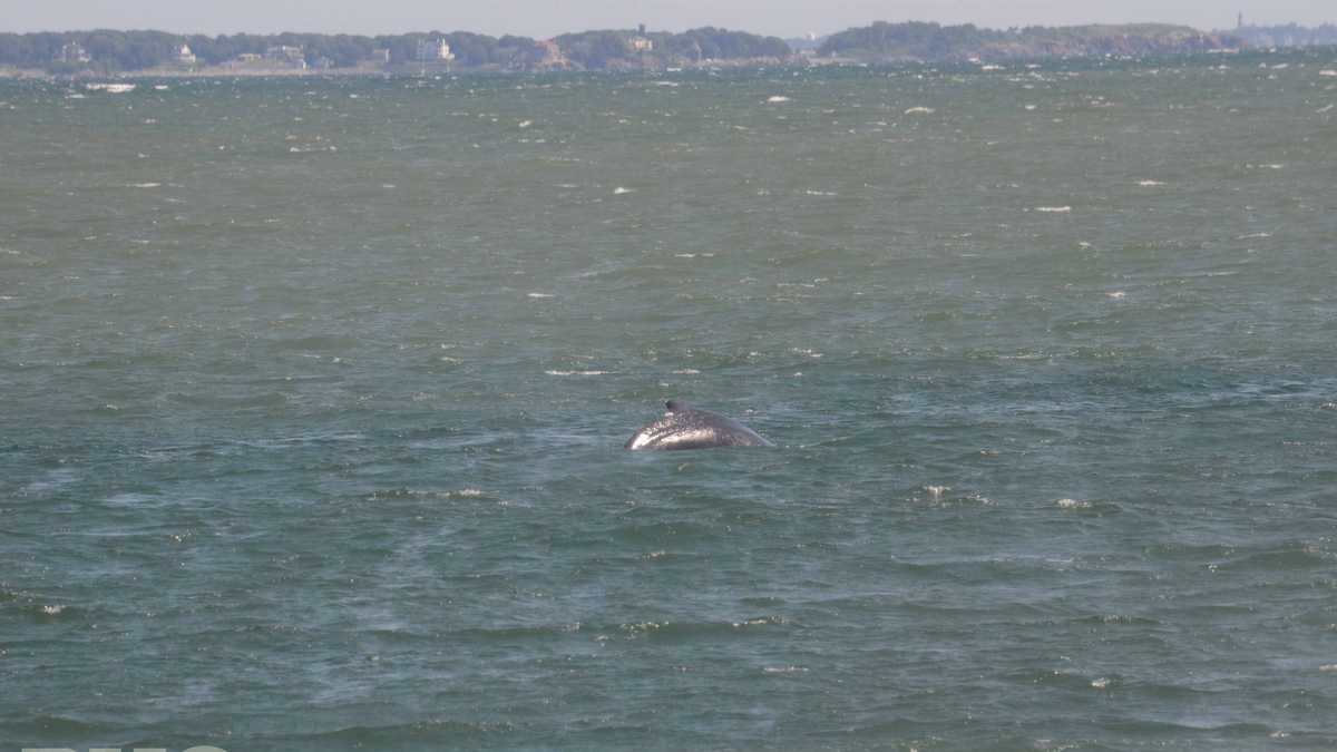 Humpback whales spotted in Boston Harbor