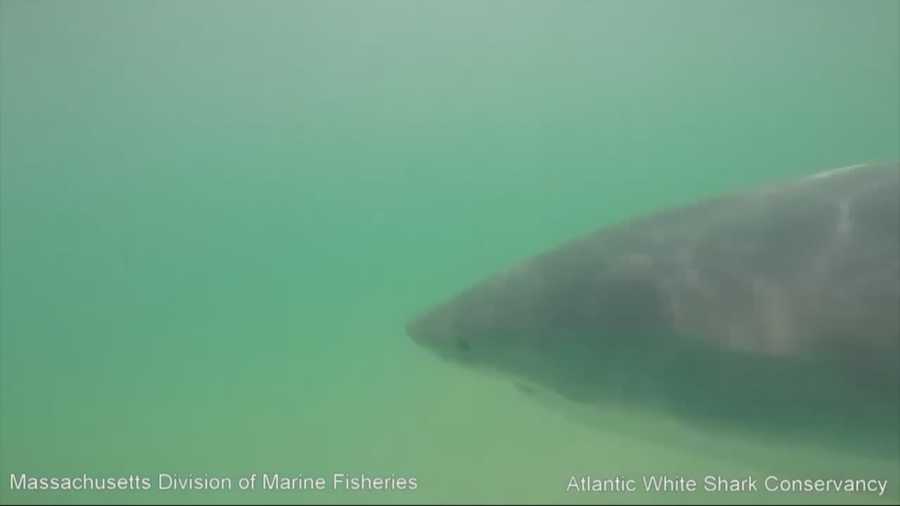 Seventeen great white sharks were spotted off Monomoy National Wildlife Refuge in Chatham on Thursday.