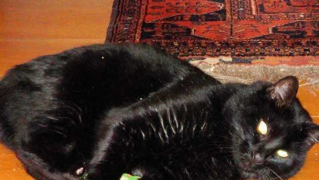 JD, perhaps Portsmouth's most famous cat and a frequent guest of Strawbery Banke Museum died last week at about age 13.