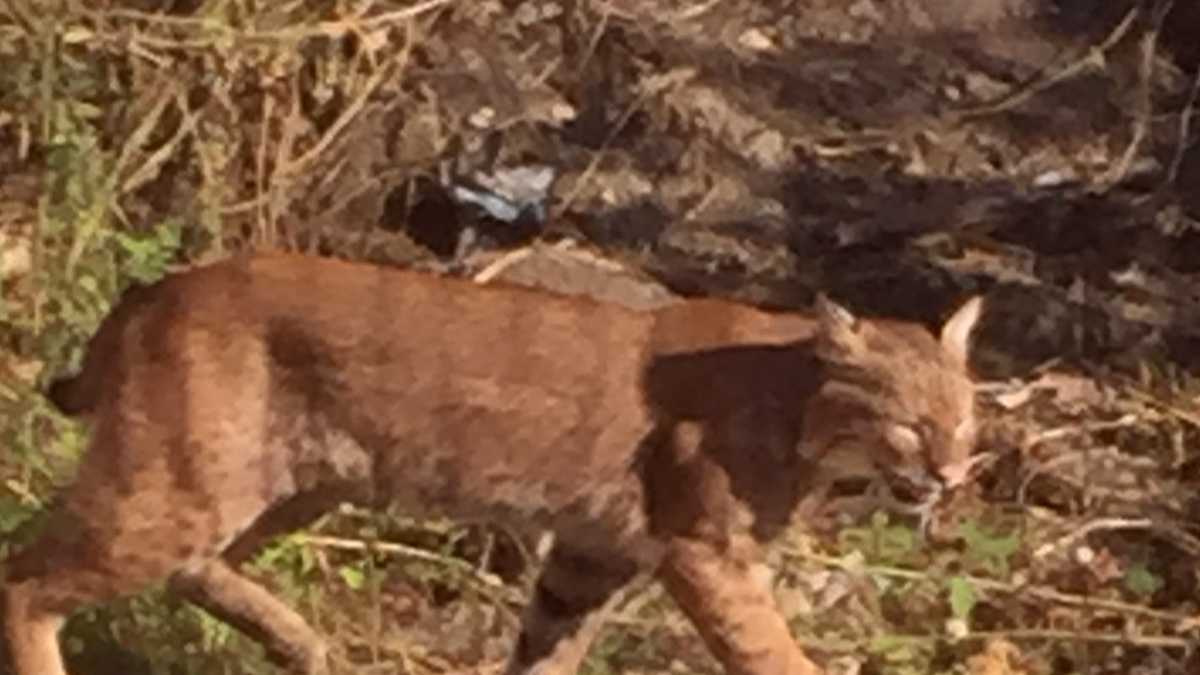 Bobcat spotted in back yard of Burlington home