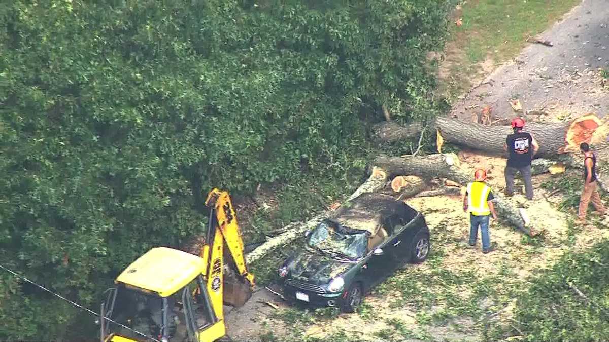Woman escapes injury when tree falls on car