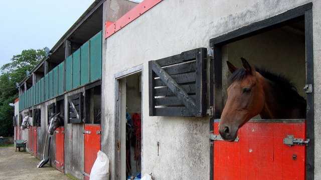 Hamilton horse riding center victim of $1.1M swindle