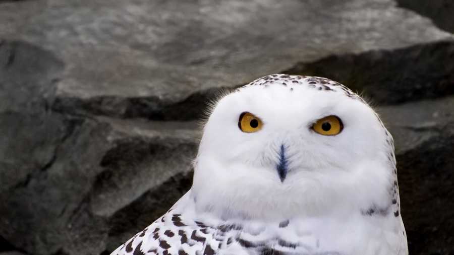 Snowy owls spotted again on Seacoast