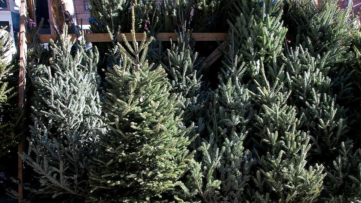 How to keep your Christmas tree fresh longer