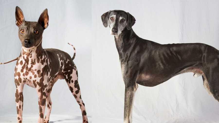 2 new dog breeds join American Kennel Club's roster