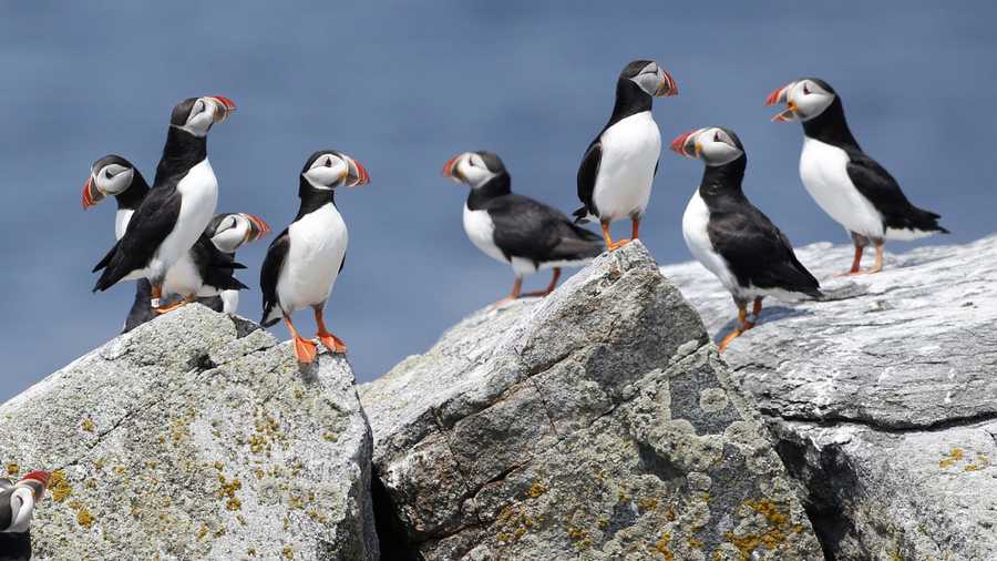 In this Aug. 1, 2014, file photo, Atlantic puffins congregate near their burrows on Eastern Egg Rock, a small island off the coast of Maine. Scientists say they have cracked the code about where Maine's beloved, colorful Atlantic puffins go in the winter. The answer is somewhat surprising: they float out in offshore waters off the New Jersey coast. 