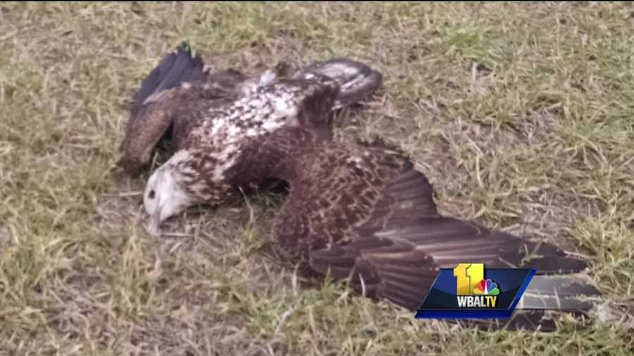 A cluster of bald eagles found dead on the Eastern Shore has prompted a federal and state investigation. Officials said a man discovered some of the birds Saturday on a farm in Federalsburg in Caroline County. State officials have a working theory, saying that the birds were poisoned. But the person who owns the property said there's no reason for poison to be there.