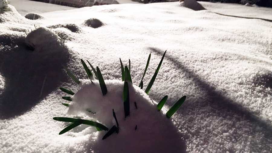 Daffodils under snow in Bellingham.