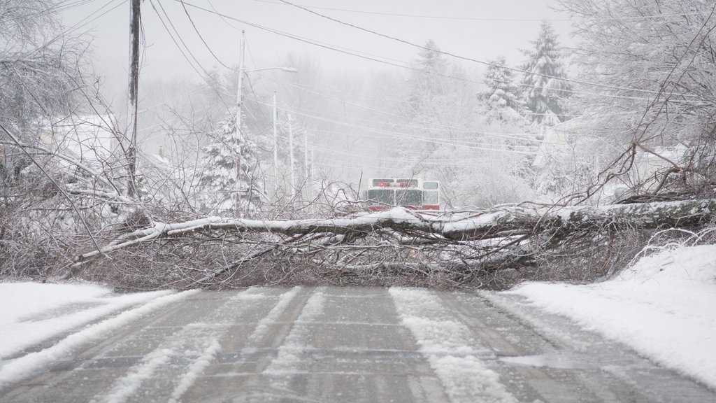 Heavy snow causes trees, power lines damage