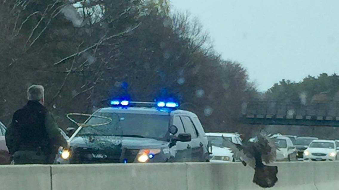 Turkey Causes Traffic Jam On Mass Pike