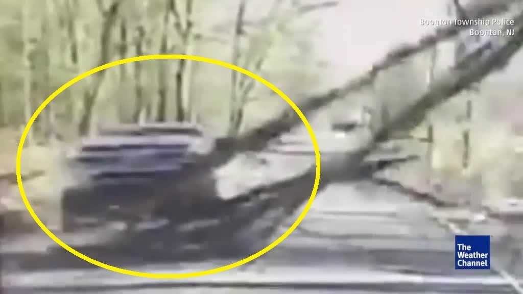 Video captures tree falling onto pickup truck
