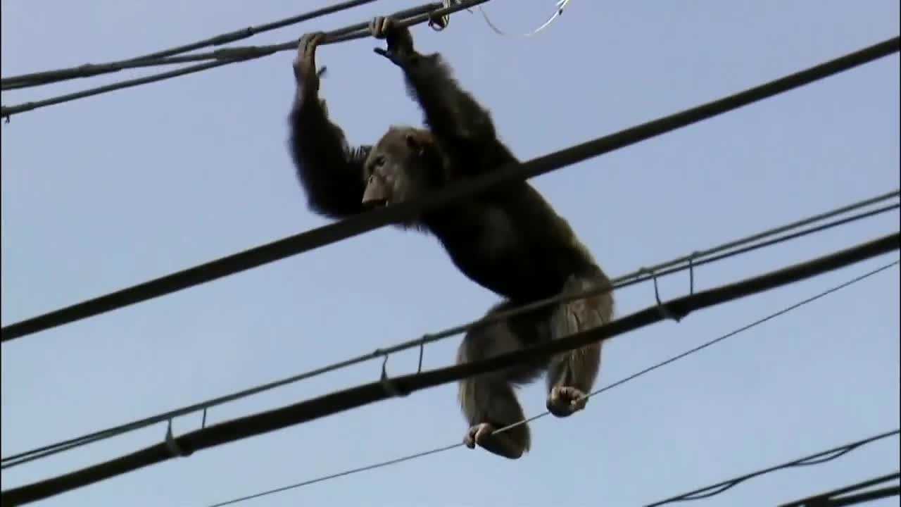 Escaped chimpanzee swings from power lines