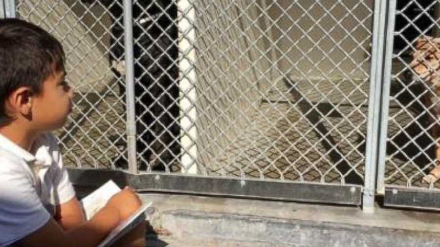 6-year-old with autism reads to shelter dogs so they won't feel lonely