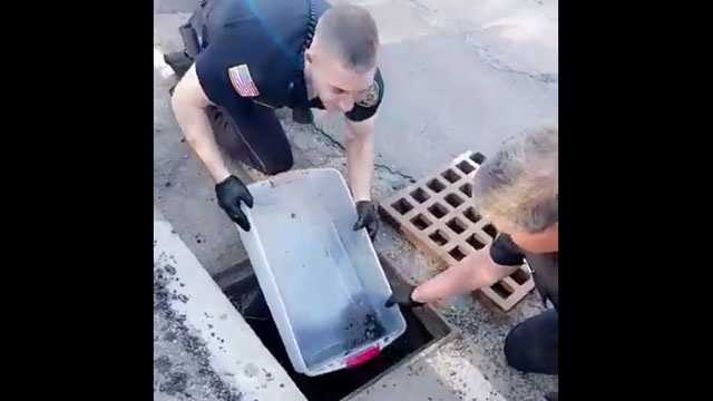 Must see: Officers rescue 7 wayward ducklings from storm drain