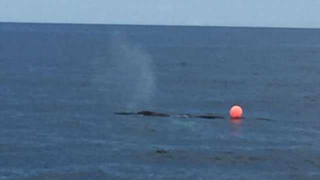 Crews are responding Wednesday to a report of an entangled whale off the Cape Ann coast, according to Massachusetts Environmental Police.