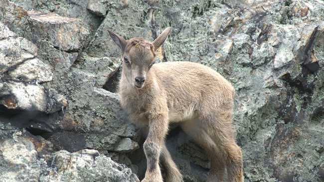 A newborn markhor, which is the largest wild goat species, is now on display at Stone Zoo