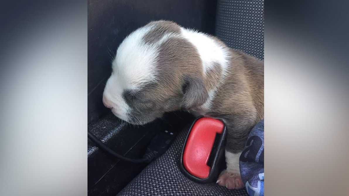 Police smash window, rescue whimpering puppy from hot car
