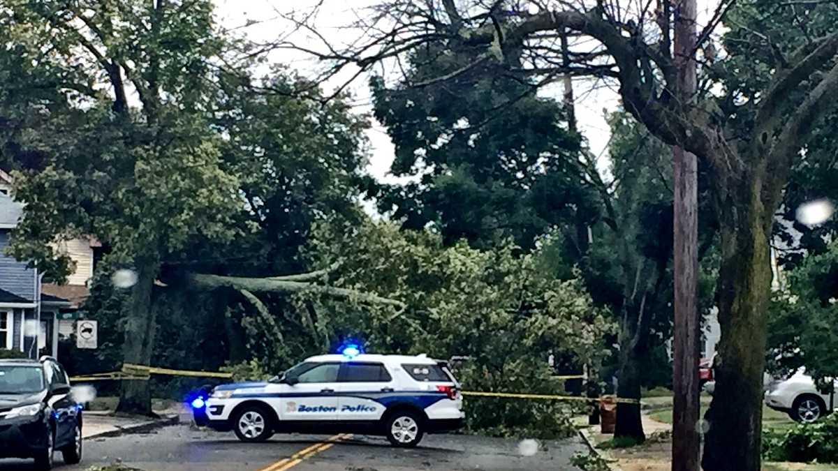 Severe thunderstorms topple power lines, trees