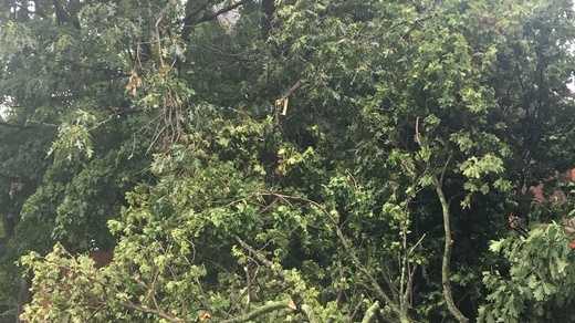 Severe thunderstorms topple power lines, trees