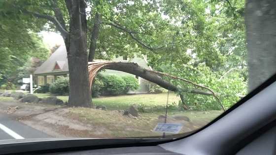 Severe thunderstorms topple power lines, trees