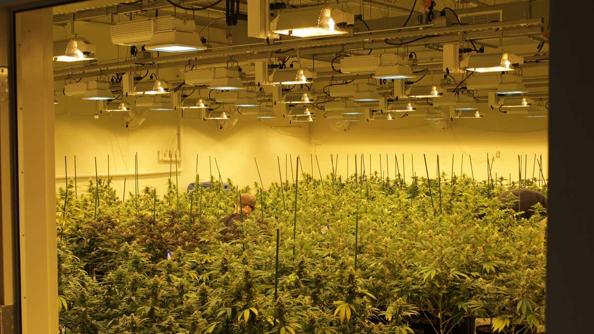 Quincy marijuana dispensary opens for business Wednesday