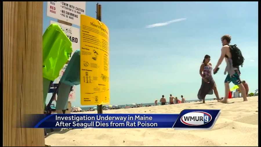 Ogunquit residents are angry after hearing reports that rat poison is being used along the town’s beach.