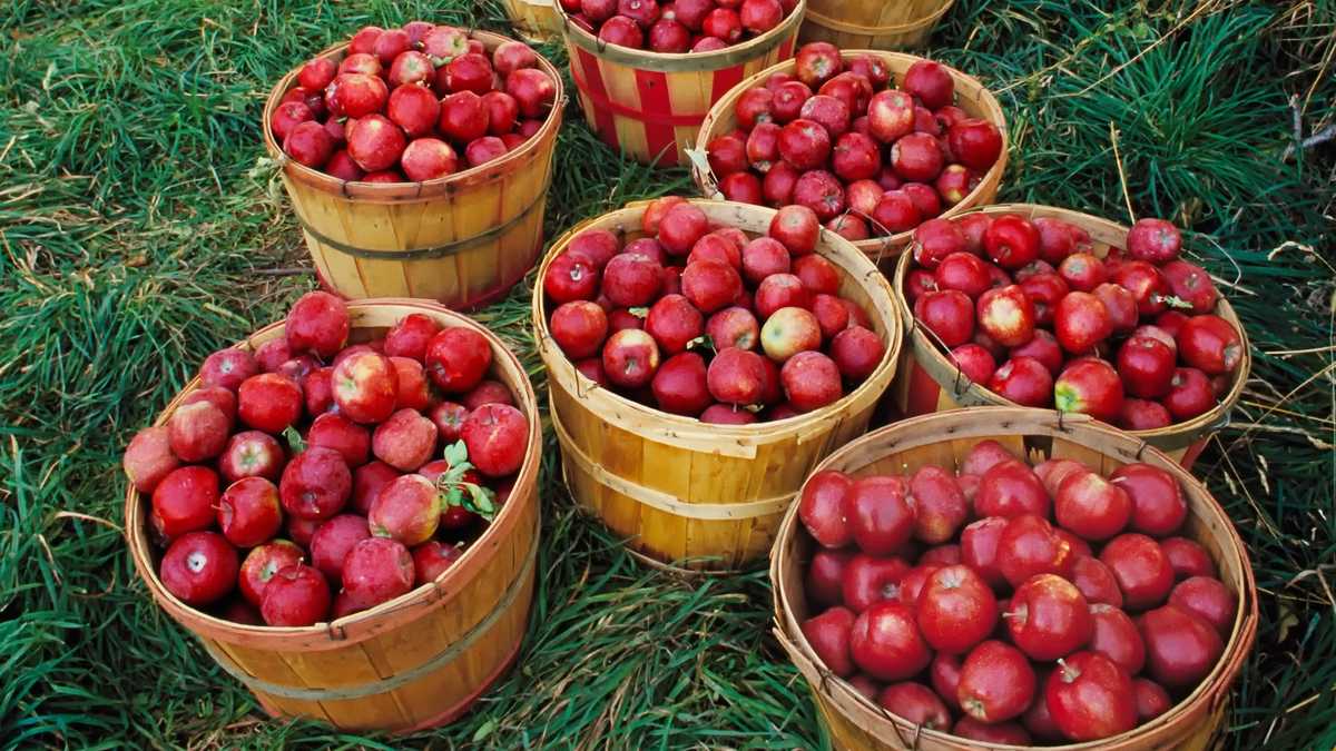 Best in Massachusetts Apple picking