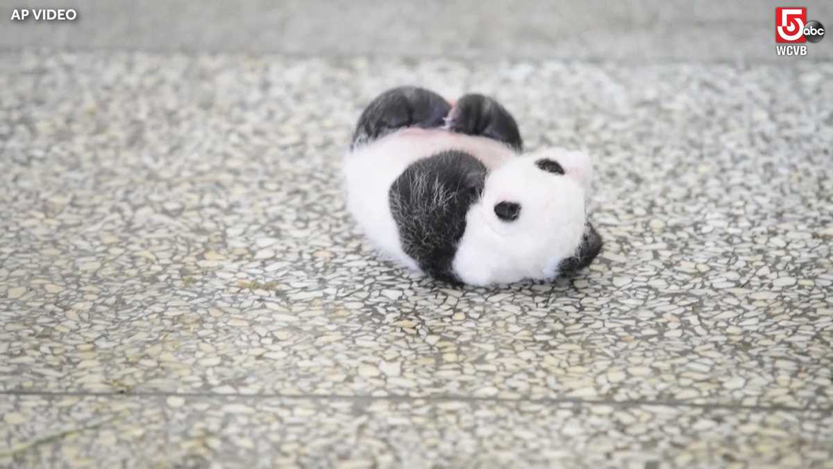 Adorable video of panda cub struggling to turn over goes viral
