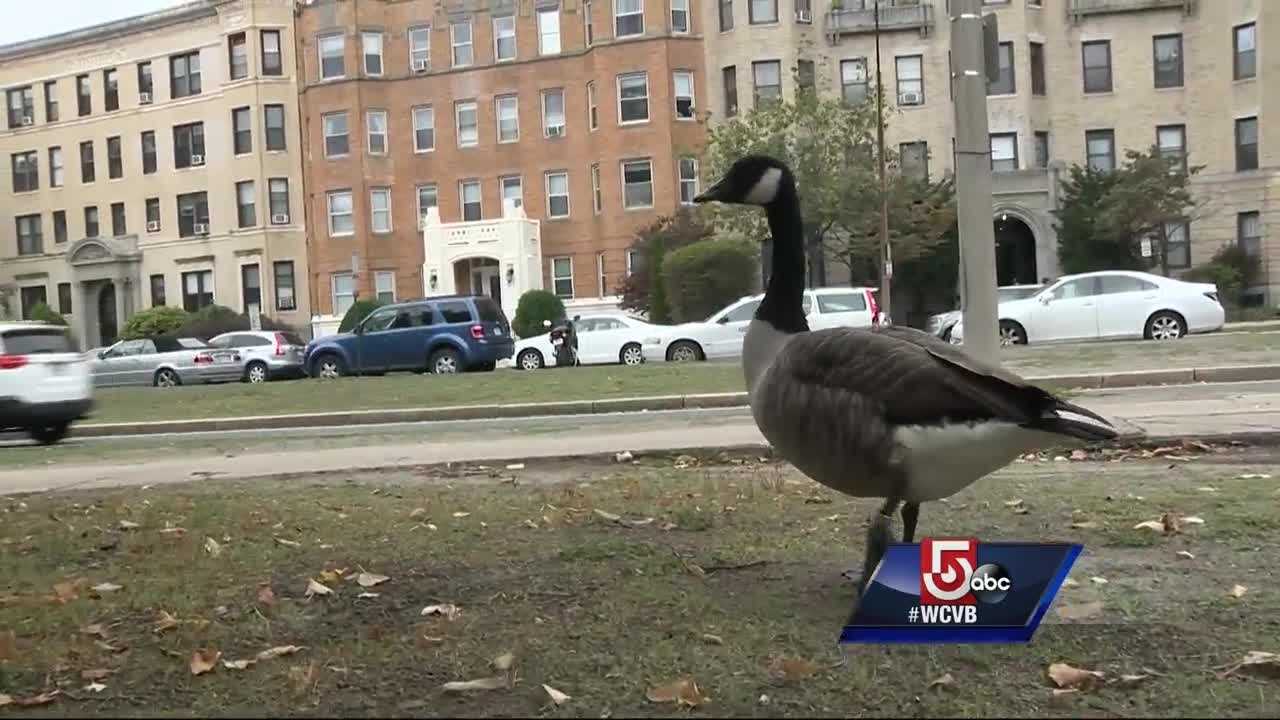 Canada goose boston zip sale