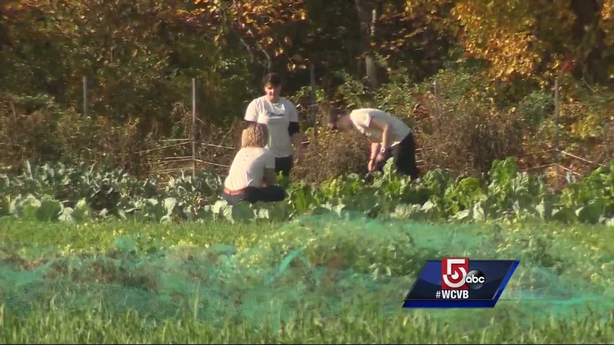 5 for Good 'Field of Greens' harvested for the homeless