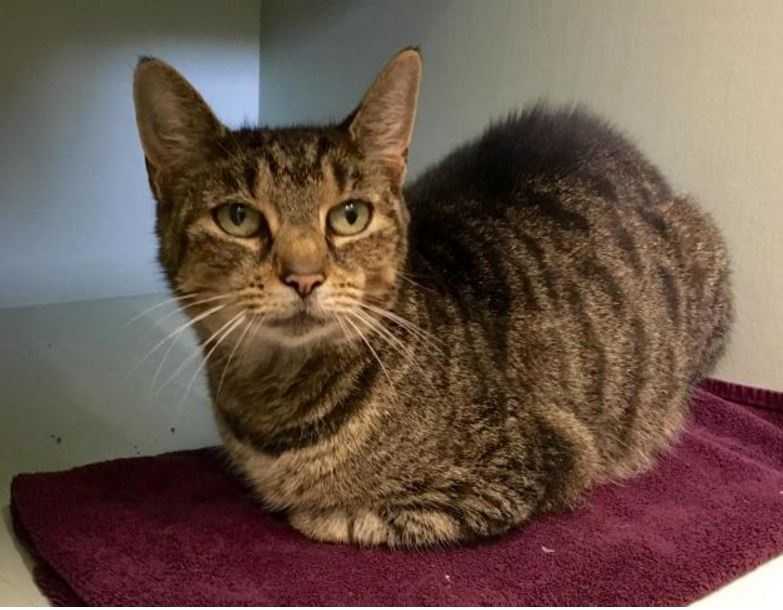 Fall in love! MSPCA waives cat adoption fees!