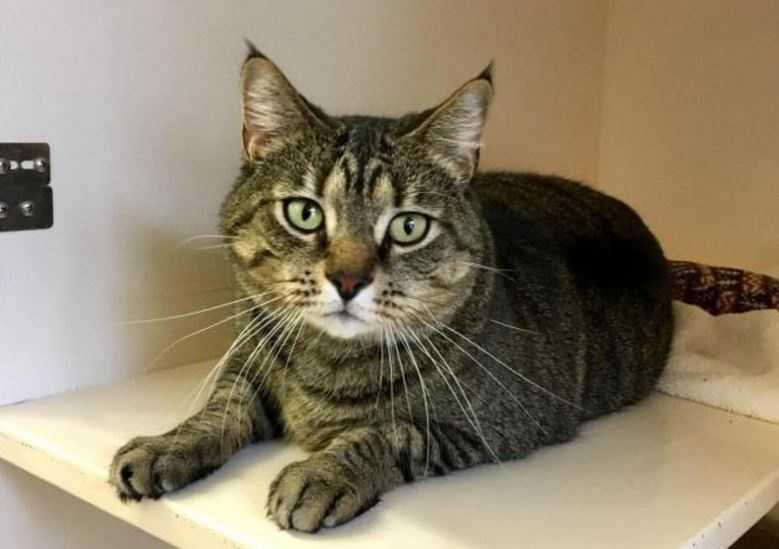 Fall in love! MSPCA waives cat adoption fees!