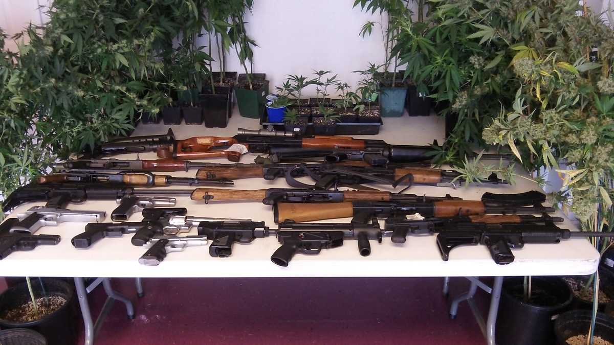 56 marijuana plants, 21 guns seized in massive Slidell drug bust