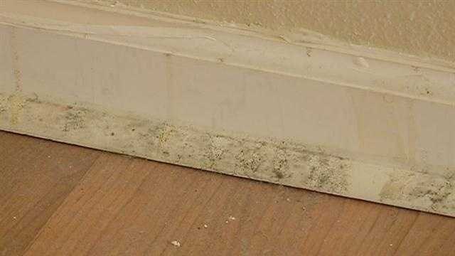 Homeowners and renters are trying to get rid of mold after Hurricane Isaac.