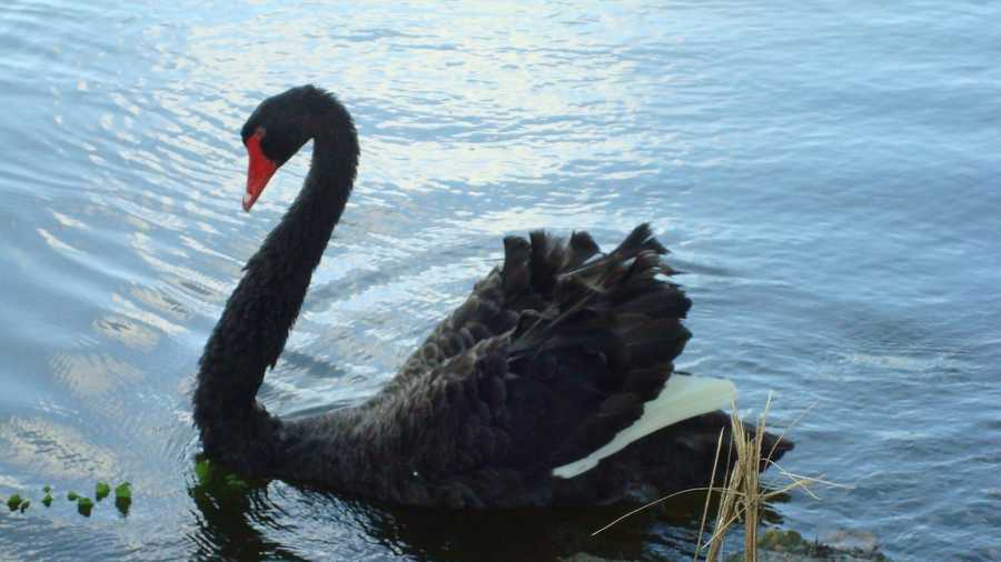 New Orleans City Park said its lone black swan was attacked sometime between Friday and Saturday.