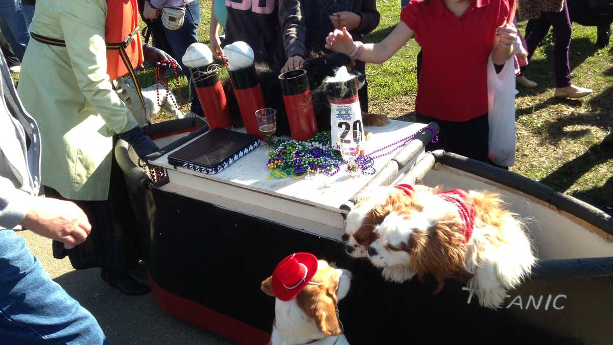 Images Mardi Paws parades, strolls through Mandeville Lakefront