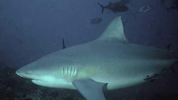 Lake pontchartrain shark attacks information