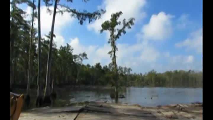 Another tree at the site of the Bayou Corne sinkhole was swallowed by what officials called a "slough in."