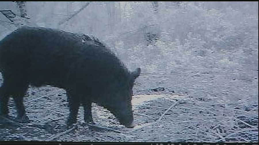 Wild hogs destroy levees in Jefferson Parish.