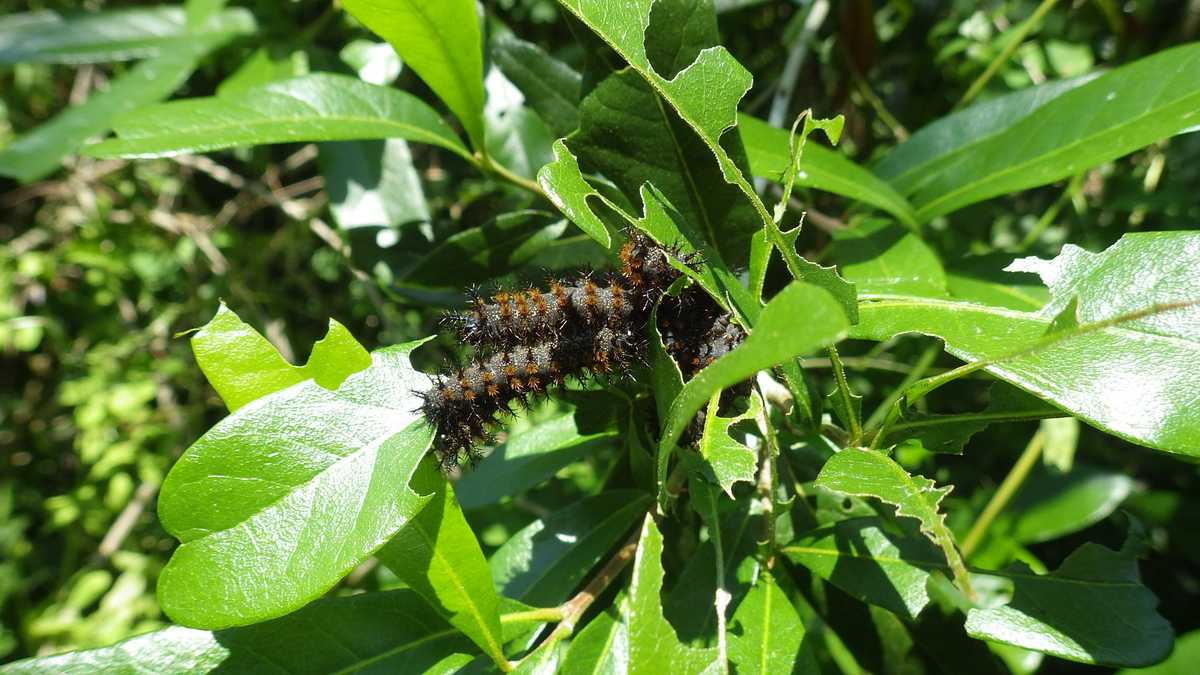 Venomous Caterpillars