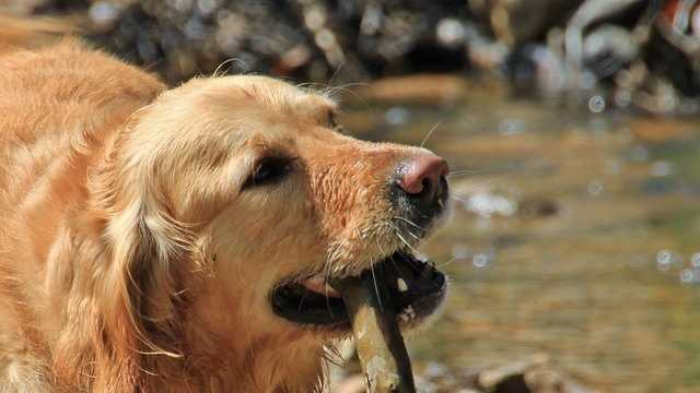 Third case of rabies confirmed in 2014; state officials issue notice to residents