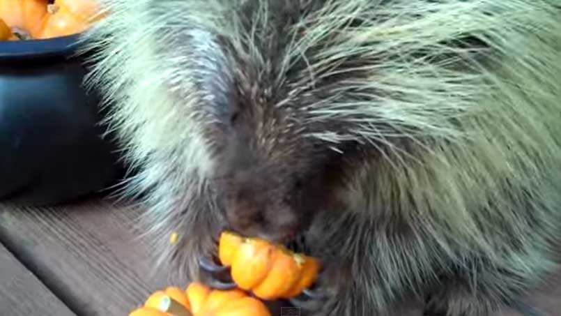 Youtube porcupine eating pumpkin new arrivals