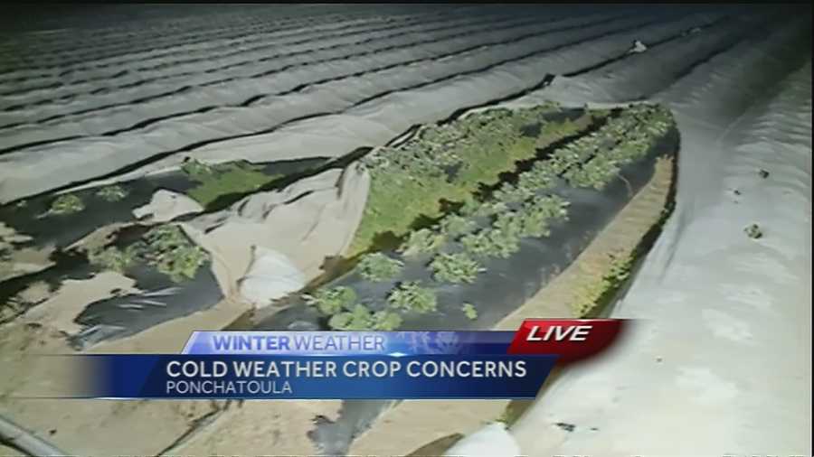 Farmers say the strawberry plants can make it through the cold if temperatures stay around 30 degrees.