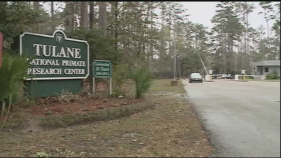 According to a Tulane University spokesperson, an employee at the school's primate research center near Covington tested positive for low levels of exposure to a bacteria that has sickened nearly a dozen primates at the Northshore facility since November.