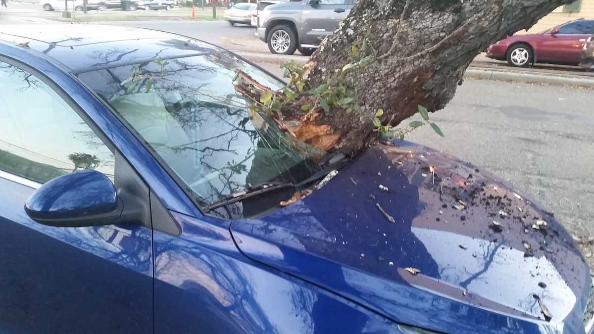 Slideshow Tree into car