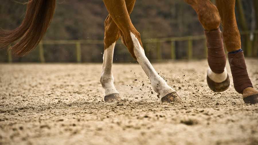 Generic horse feet