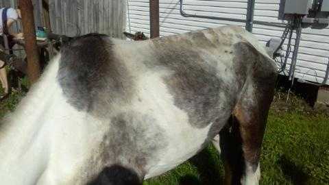 Humane Society: Owner charged with cruelty to horses