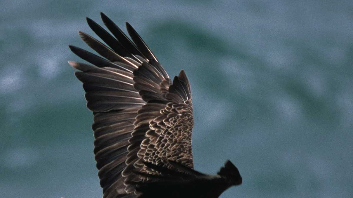 Audubon Society: America's oldest bald eagle lived to see resurgence in