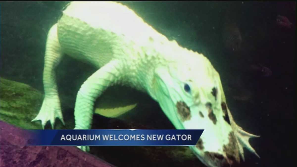 Albino alligator. Legend has it that those who gaze upon these