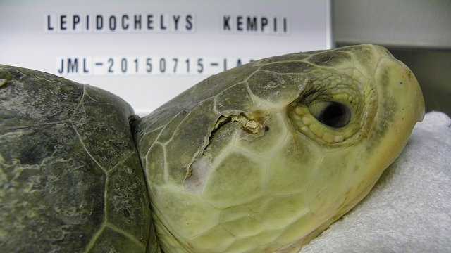 Audubon helps sea turtle find new life in Gulf of Mexico